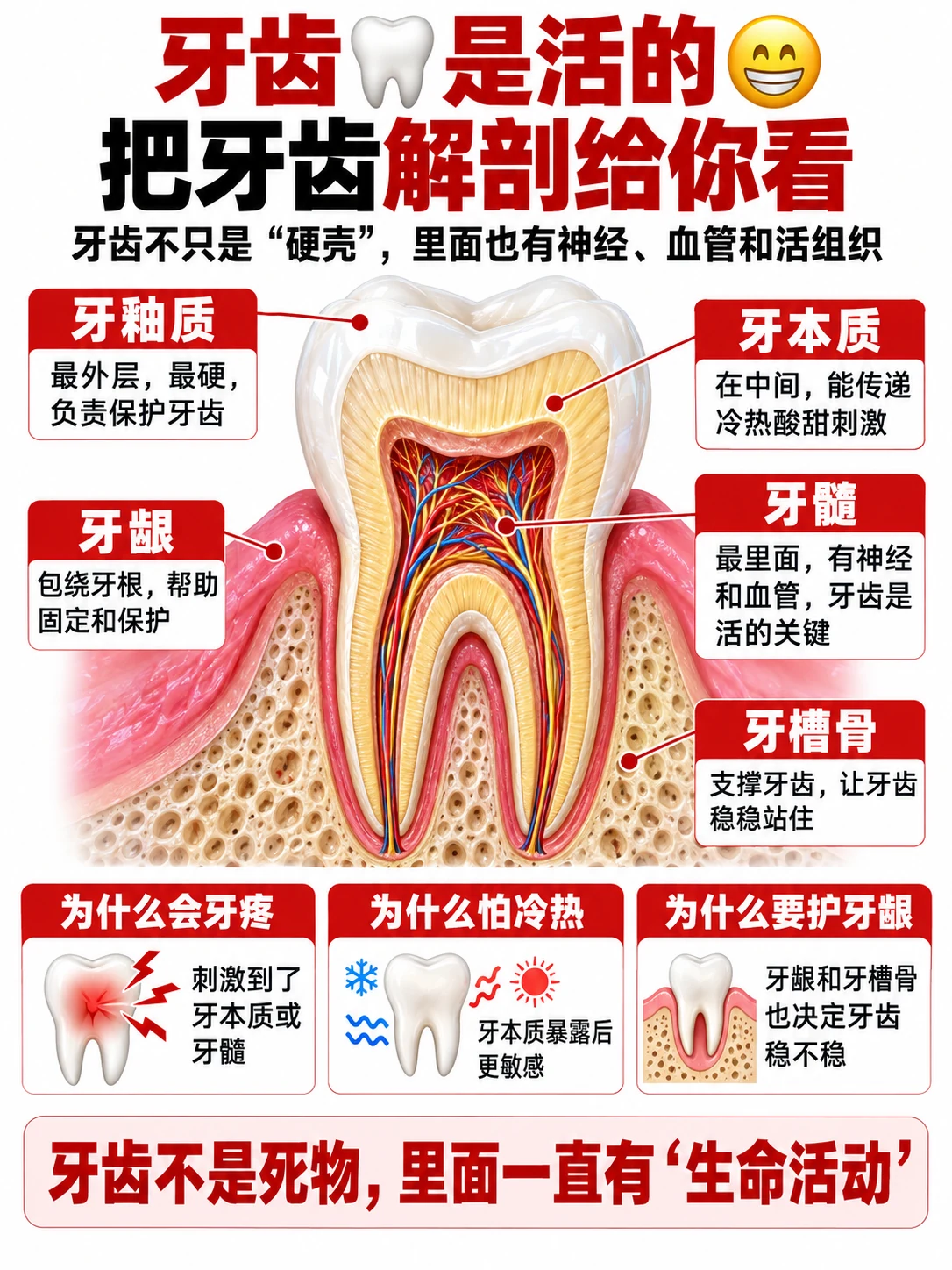 牙齿不是一整块“硬骨头”头图